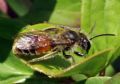 Andrena florea (cfr.)